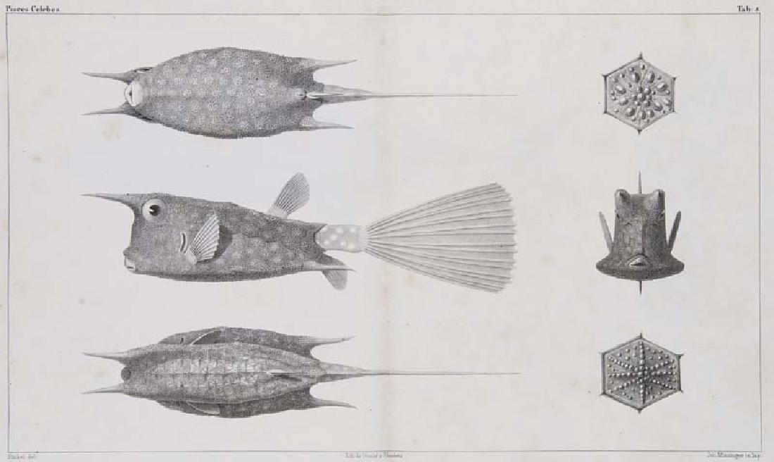 Agassiz, Louis Pisces Celebes. Mit 4 lithographischen (1 of 1)