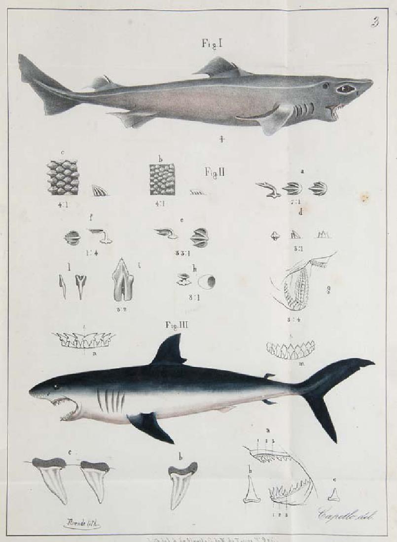 Barboza du Bocage, José Vicente u. Felix de Brito (1 of 1)