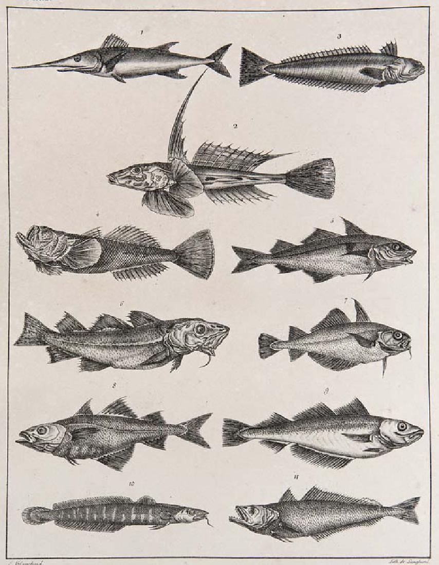 Baudrillart, Jacques-Joseph Traité général des eaux et (1 of 1)