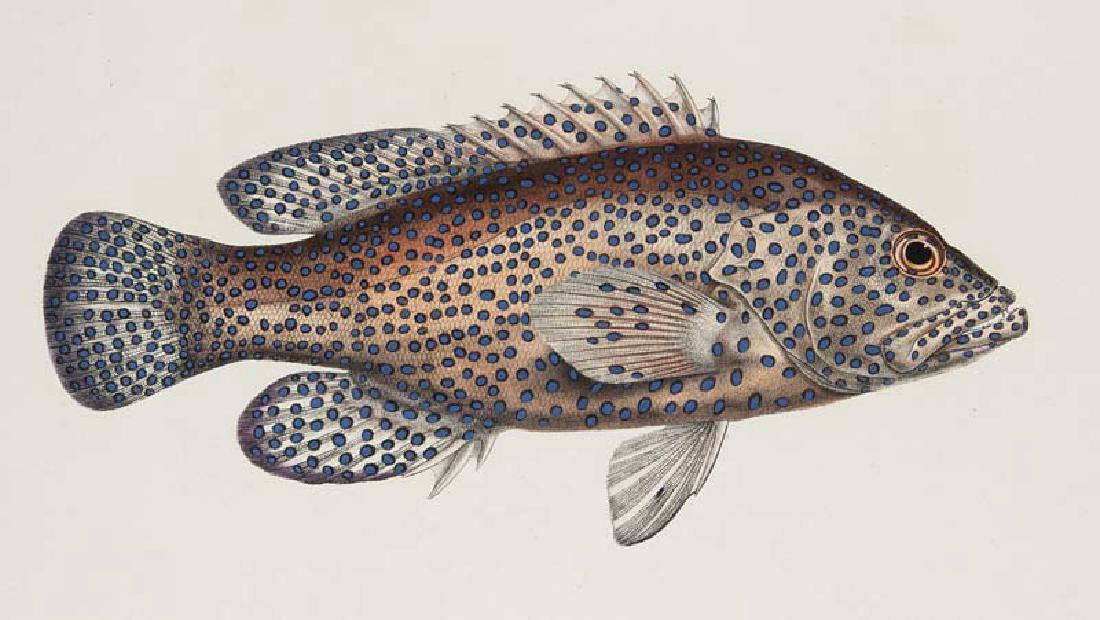 Günther, Albert Andrew Garrett's Fische der Südsee. (1 of 3)