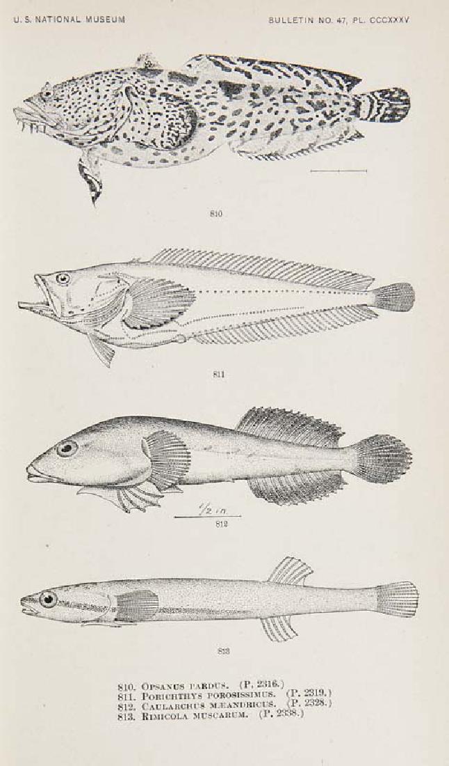 Jordan, David Starr u. Barton Warren Evermann The: Jordan, David Starr u. Barton Warren Evermann The fishes of North and Middle America: A descriptive catalogue of the species of fish-like Vertebrates found in the waters of North America, North of the