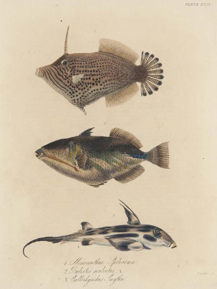 Lay, G.T. u. E.T. Bennett Fishes. (Aus: The Zoology of (1 of 1)