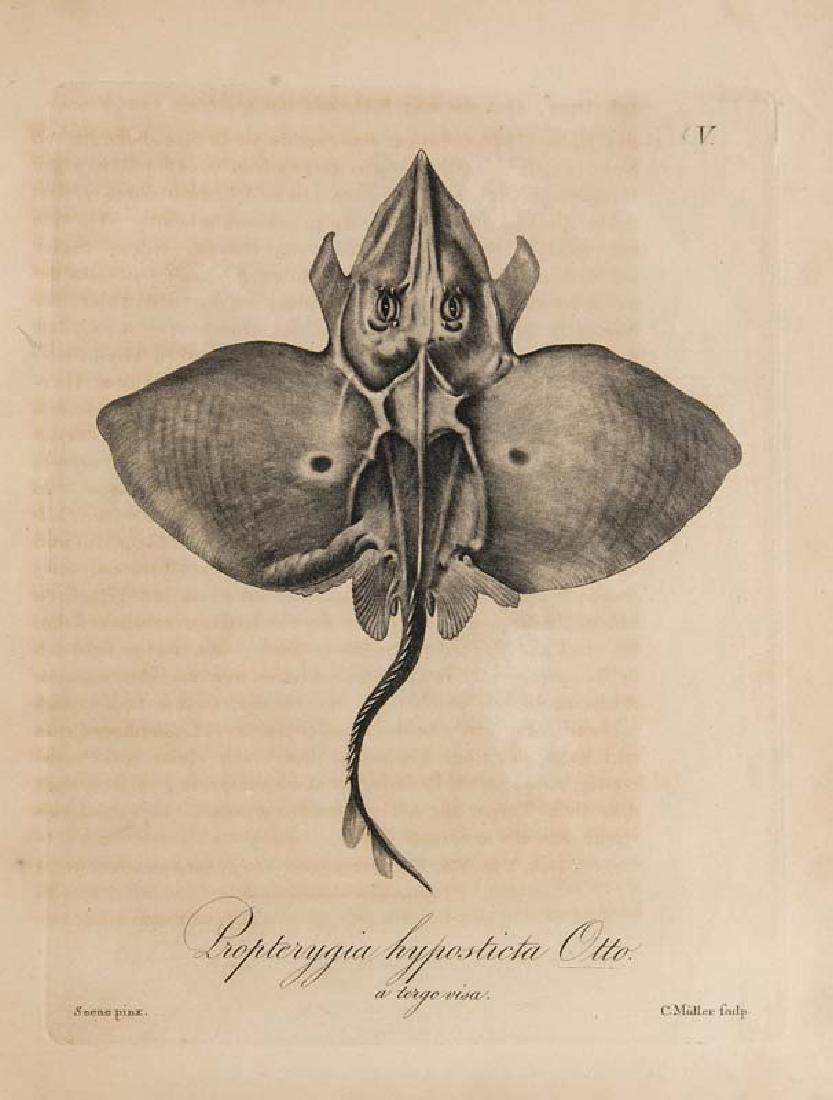 Otto, A.W Über eine neue Roche und eine gleichfalls (1 of 1)