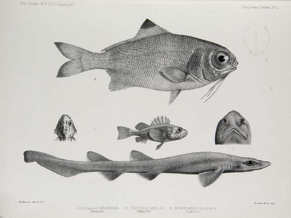 Thomson, Charles Wyville Report on the scientific (1 of 1)