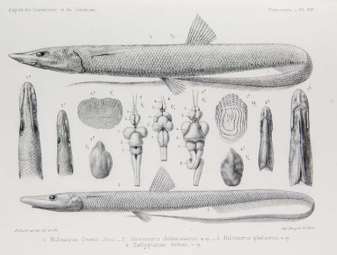 Vaillant, Léon Expéditions scientifiques du Travailleur (1 of 1)