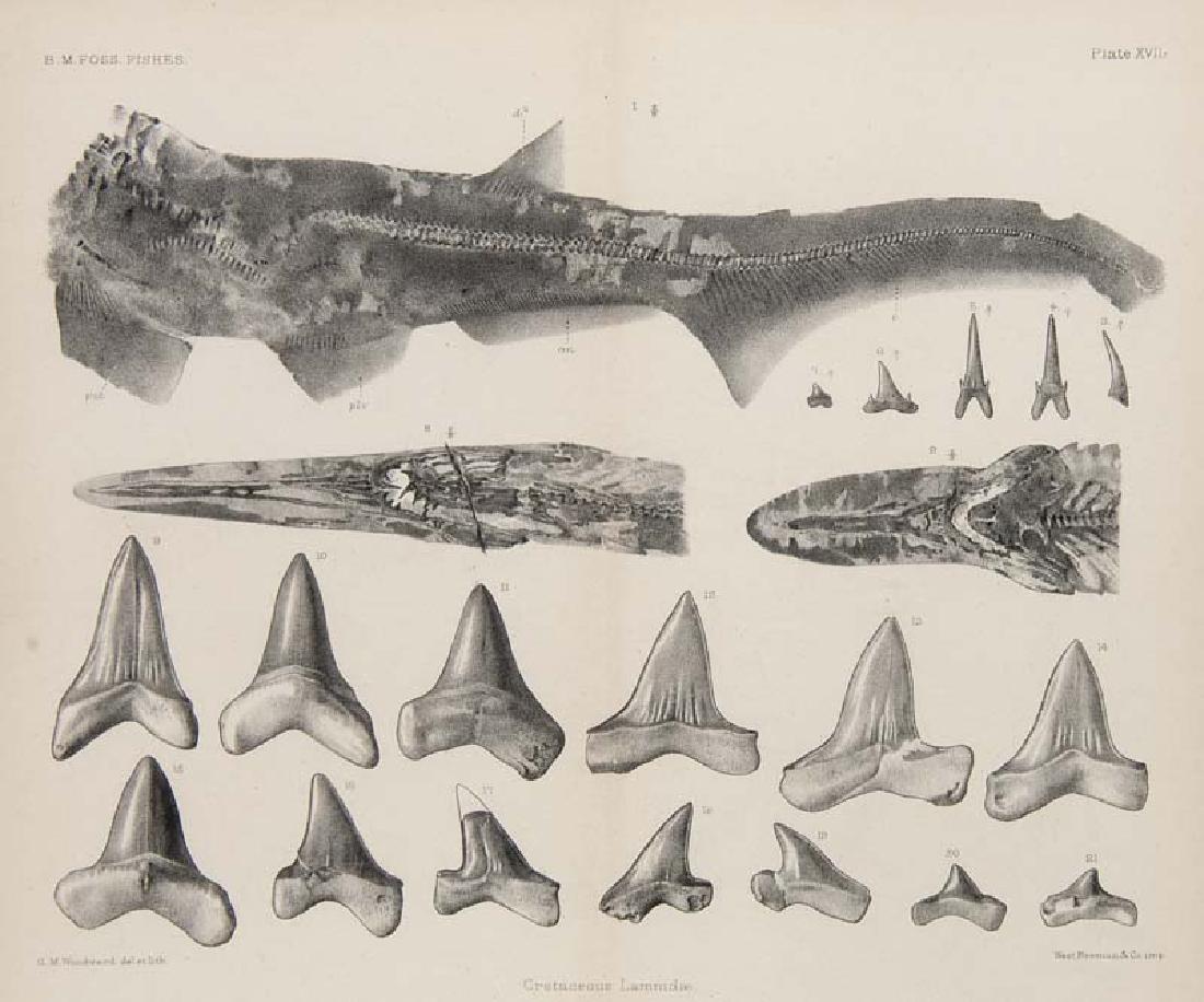 Woodward, Arthur Smith Catalogue of the fossil fishes: Woodward, Arthur Smith Catalogue of the fossil fishes in the British Museum (Natural History). 4 Bde. Mit 69 lithogr. Tafeln. London, 1889-1901. 8°. Lwd. mit goldgepr. RTitel (berieben, bestoßen u.
