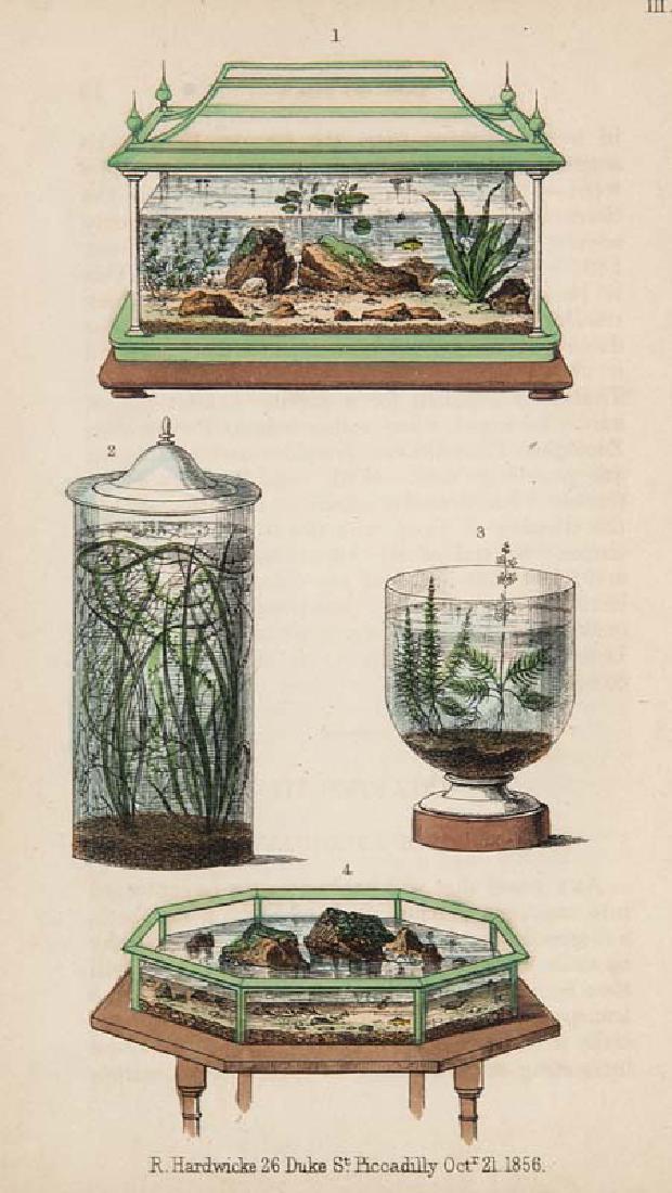 Lankester, E The Aquavivarium, Fresh and Marine, being (1 of 1)