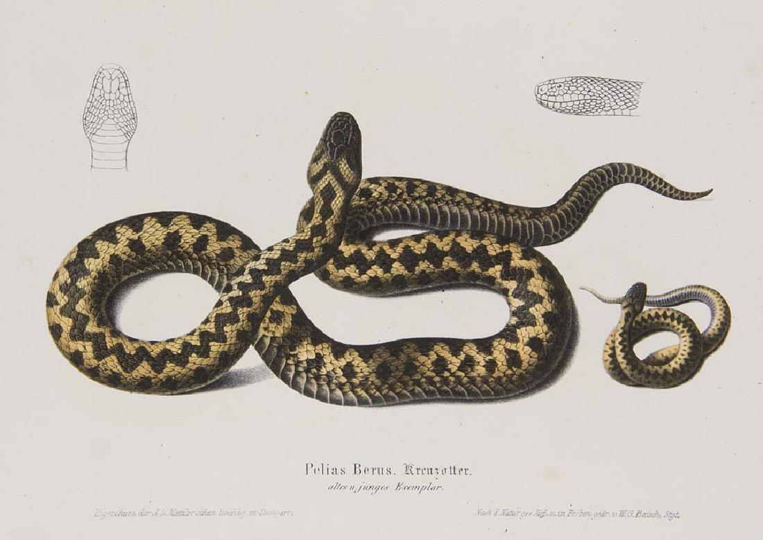 Koch, Friedrich Die Schlangen Deutschlands. Mit 6 farb, (1 of 1)