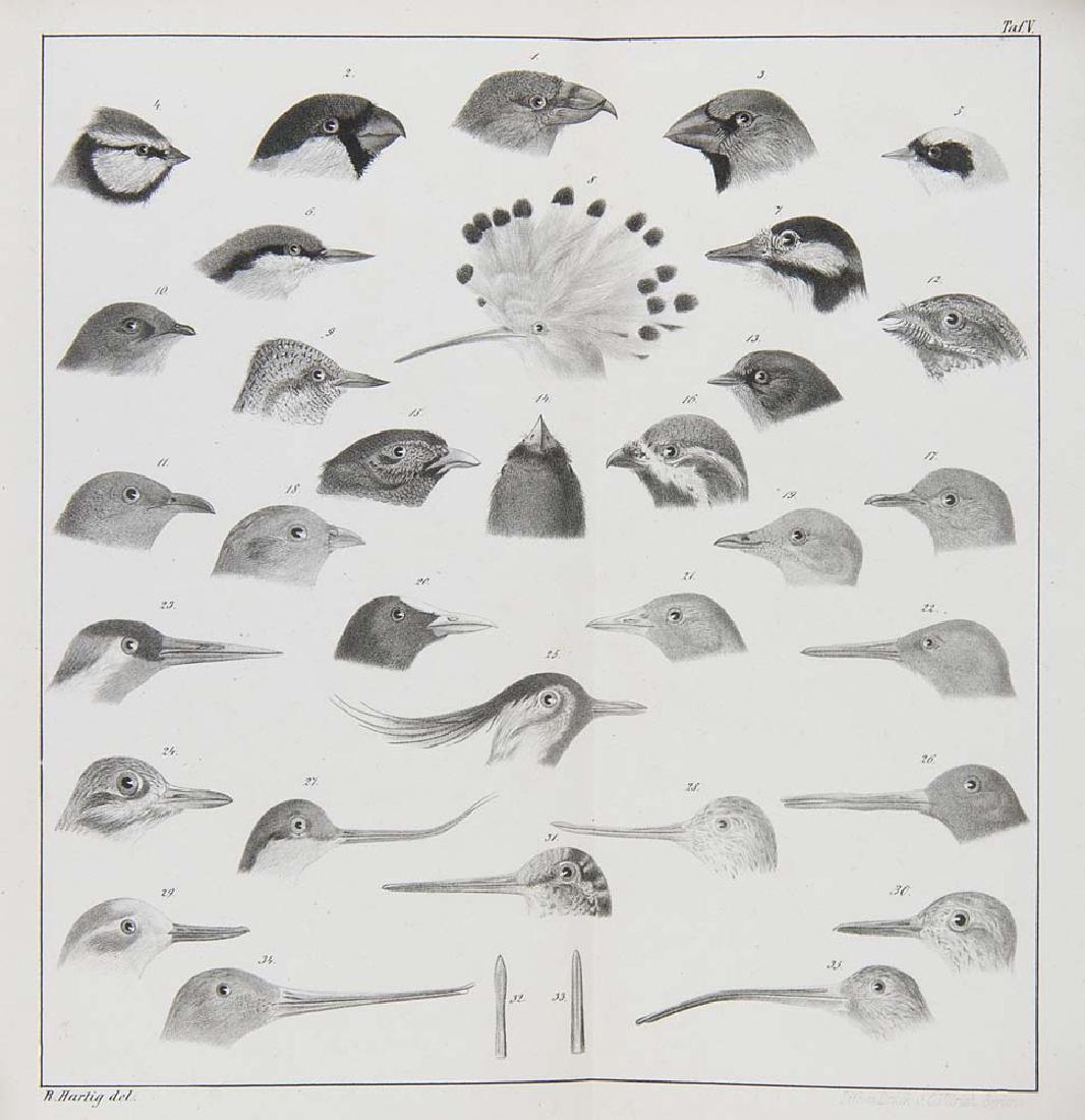 Jester, Friedrich Ernst Die kleine Jagd. Zum Gebrauch: Jester, Friedrich Ernst Die kleine Jagd. Zum Gebrauch angehender Jäger und Jagdliebhaber. 4. Aufl. Bearb. u. hg. von C. H. E. Frhr. von Berg. 2 in 1 Bd. Mit 2 lithogr. Frontispizes, 7 tls. mehrf.