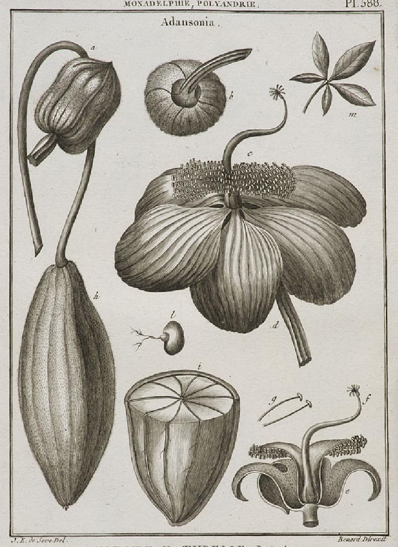 Lamarck, Jean-Baptiste Monnet de Tableau encyclopé (1 of 1)