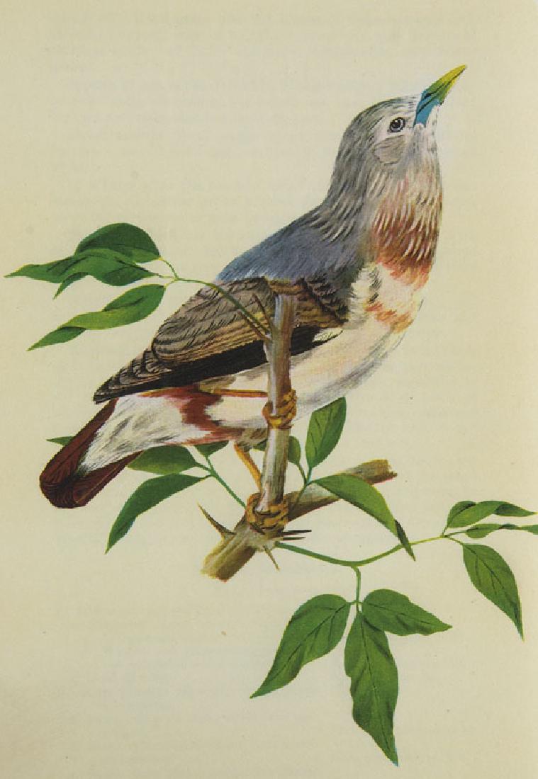 Baker, Edward Charles Stuart The Fauna of British: Ornithologie Baker, Edward Charles Stuart The Fauna of British India, including Ceylon and Burma. Birds. 8 Bde. Mit zahlr. farb. Tafeln. Taylor & Francis, 1922-30. Gr.-8°. Blind- u. goldgepr. OLw