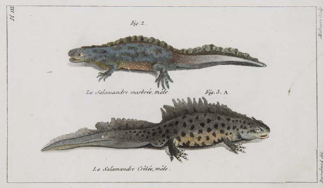 Pierre André Latreille Histoire Naturelle des (1 of 1)