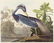 Audubon, John James The Birds of America. Eine Auswahl