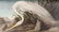 Audubon, John James The Birds of America. Eine Auswahl - 3