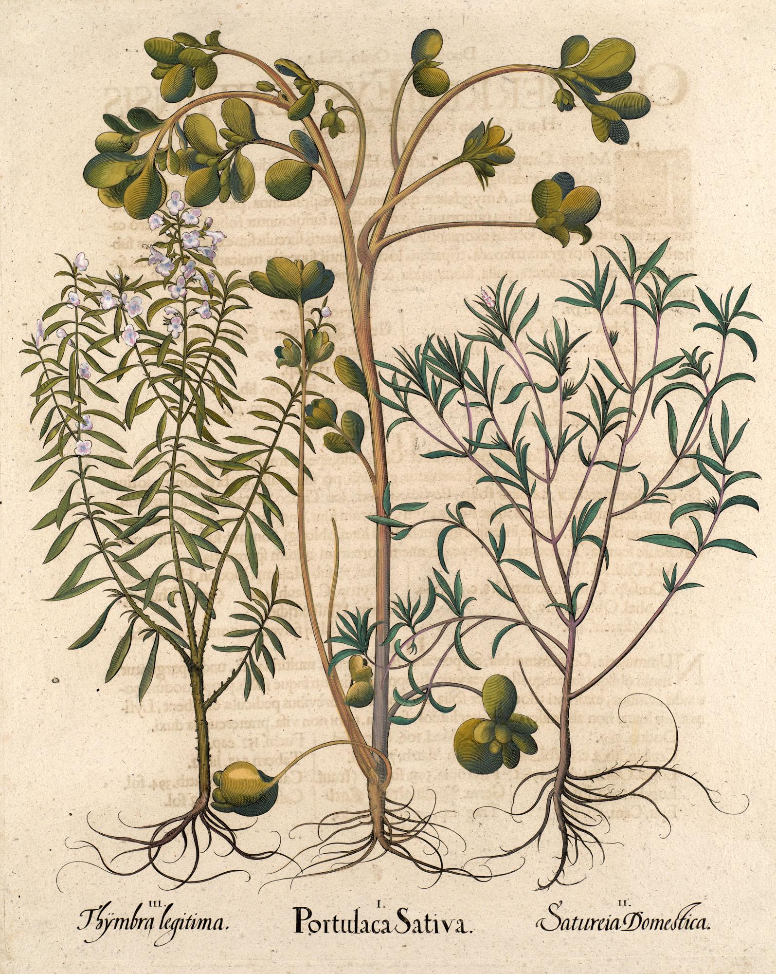 Besler, Basilius Portulak, Garten- und Winterbohnenkraut. I. Portulaca Sativa. II. Satureia (1 of 1)