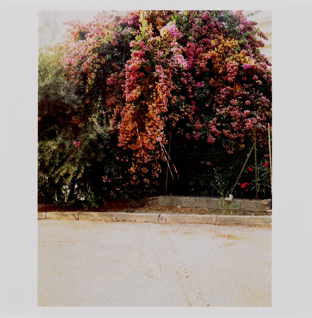 Gregory Halpern Untitled (Bougainvillea and Police Tape). 2019. Digitaler C-Print auf Photopapier.: Online Moderne PhotographieHalpern, GregoryUntitled (Bougainvillea and Police Tape). 2019. Digitaler C-Print auf Photopapier. 15 x 15 cm. Verso mit Etikett, dort signiert und mit typographischen Werks