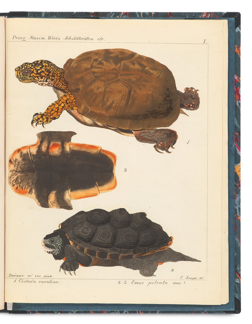 zu Wied-Neuwied, Maximilian Prin Verzeichniss der Reptilien, welche auf einer Reise im nö (1 of 2)