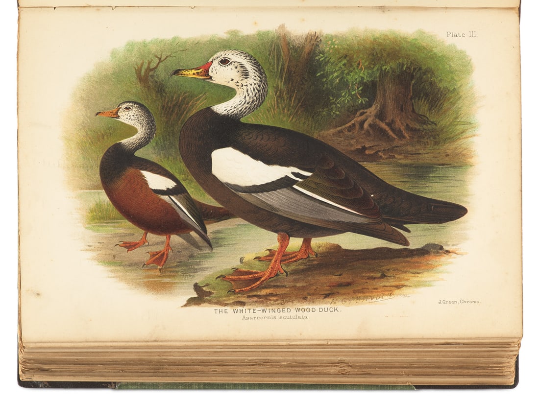 Edward Charles Stuart Baker The Indian Ducks and their Allies. Mit 30 chromolithographischen: Zoologie - OrnithologieBaker, Edward Charles StuartThe Indian Ducks and their Allies. Mit 30 chromolithographischen ganzseitigen Tafeln und einem lithographiertem Titel. London, The Bombay Natural His