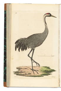 Quensel, Conrad Svensk Zoologi. 1-24. Mit 24 kolorierten Kupferstichen von J. W. Palmstruch. 1 Bd.: Zoologie Quensel, Conrad Svensk Zoologi. 1-24. Mit 24 kolorierten Kupferstichen von J. W. Palmstruch. 1 Bd. Stockholm, Carl Del&#233;n, 1806. Nicht numerisch paginiert. 3 Bll. VII. 91 Bll. 8&#176;. HL