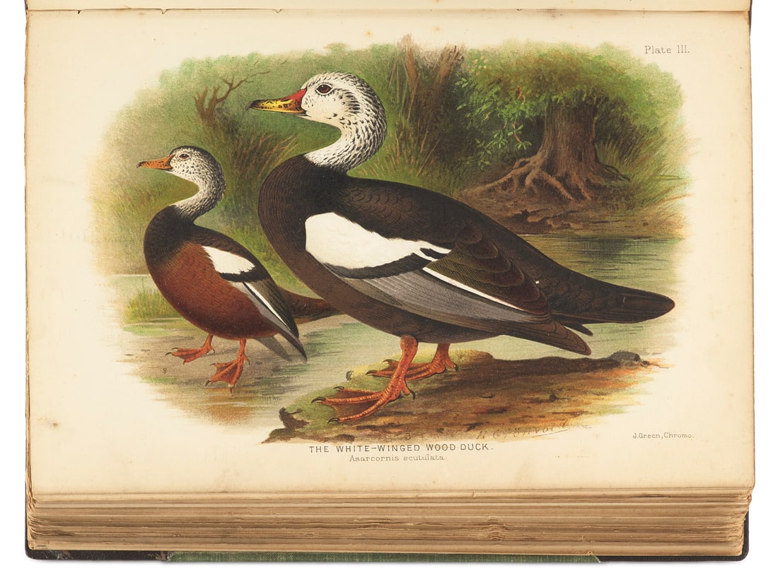 Edward Charles Stuart Baker The Indian Ducks and their Allies. Mit 30 chromolithographischen: Zoologie - OrnithologieBaker, Edward Charles StuartThe Indian Ducks and their Allies. Mit 30 chromolithographischen ganzseitigen Tafeln und einem lithographiertem Titel. London, The Bombay Natural His