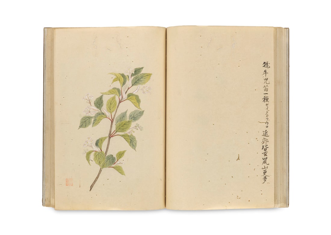 Japanisches Blockbuch mit handkolorierten botanischen Illustrationen. 42 Bll. Pp. in illustriertem (1 of 2)