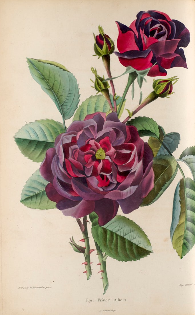 Lemaire, Ch L'horticulteur universel, journal general des jardiniers et amateurs, presentant: BotanikLemaire, ChL'horticulteur universel, journal general des jardiniers et amateurs, presentant l'analyse raisonnee des travaux horticoles francais et etrangers. Bd. 2-3 in 1 Bd. Mit 82 (statt 86, 