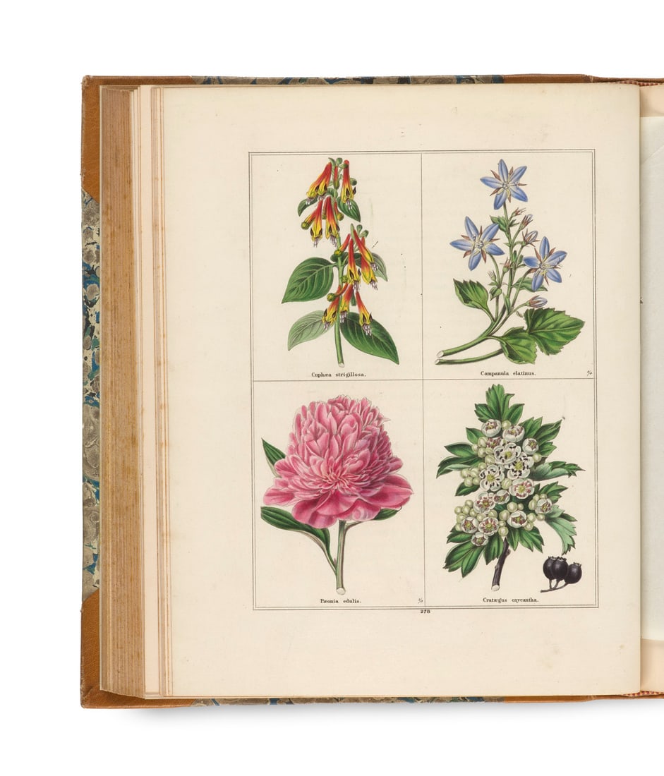 Maund, Benjamin The Botanic Garden, consisting of highly finished Representations of hardy (1 of 4)
