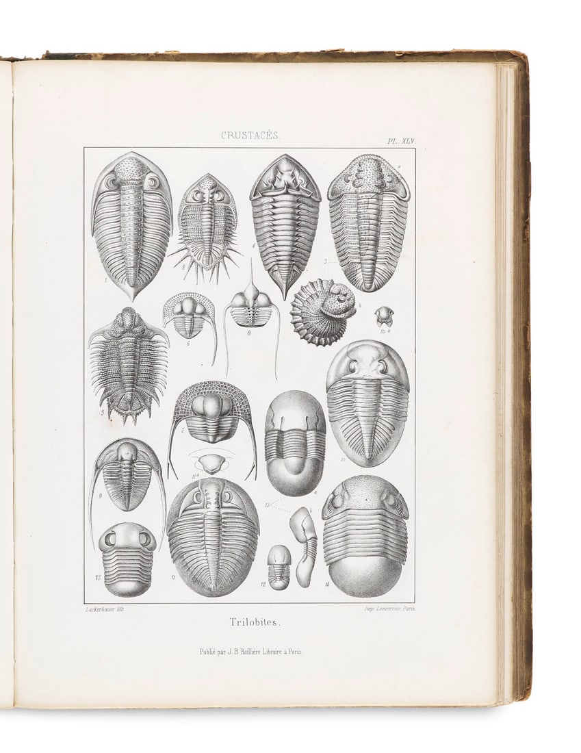 Pictet, de la Rive, Francois Jules Traite de Paleontologie ou histoire naturelle des animaux (1 of 1)