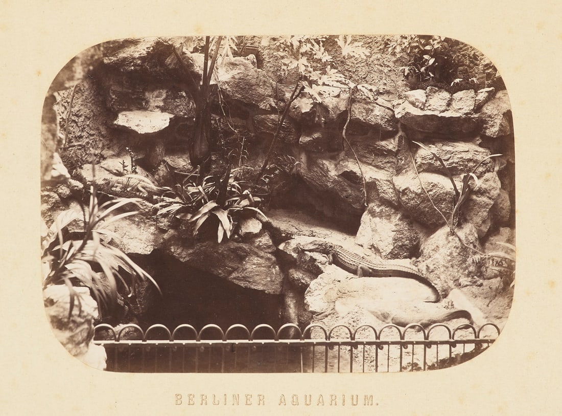 Christmann, S. P. Berlin Aquarium. Album mit 12 Photographien. Ca. 1870. Albuminabzüge.: Ichthyologie - BerlinChristmann, S. P.Berlin Aquarium. Album mit 12 Photographien. Ca. 1870. Albuminabzüge. Vintages. 17 x 12 cm. Je auf Karton montiert mit gedrucktem Titel und Namen des