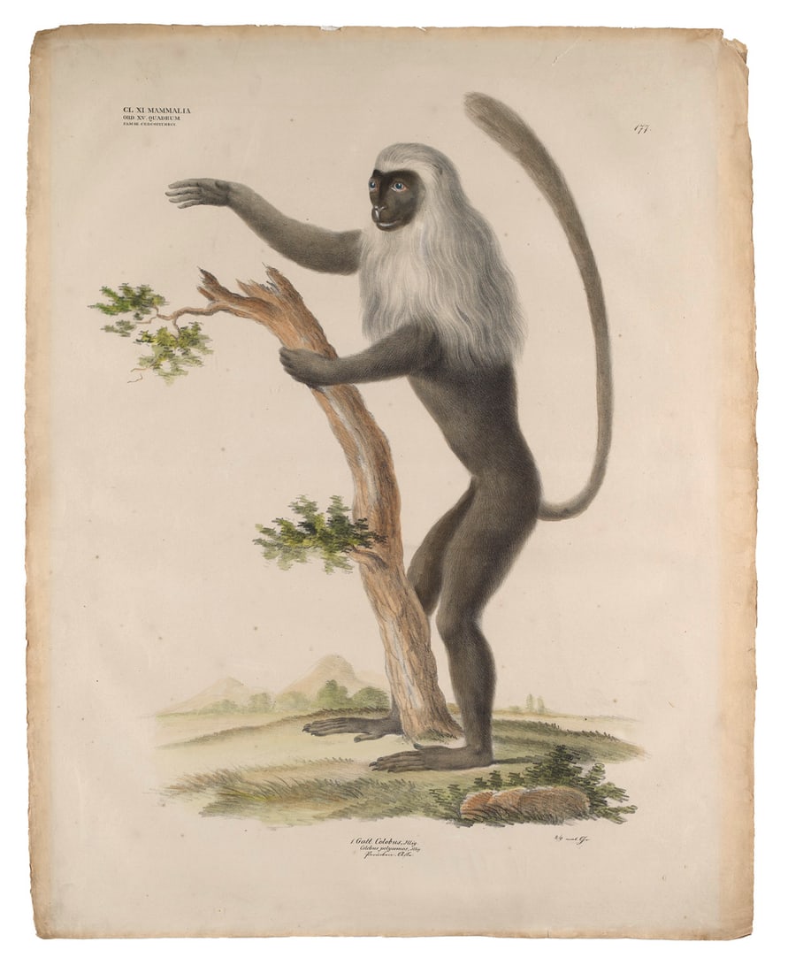 Henry, Aimé Zwei Werke. Affen. Aus: Naturhistorischer Atlas. Um 1830. Je handcolorierte (1 of 2)