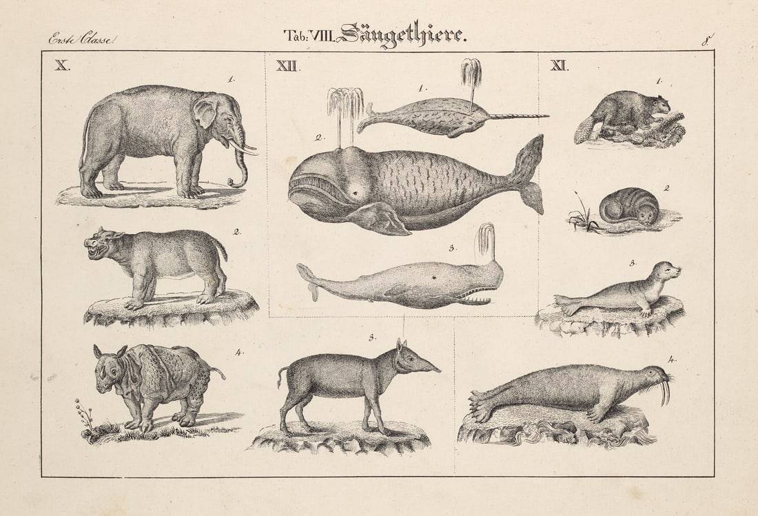 Naturhistorische Bildersammlung in 1164 lithographirten Abbildungen des Thierreichs (...) (1 of 1)