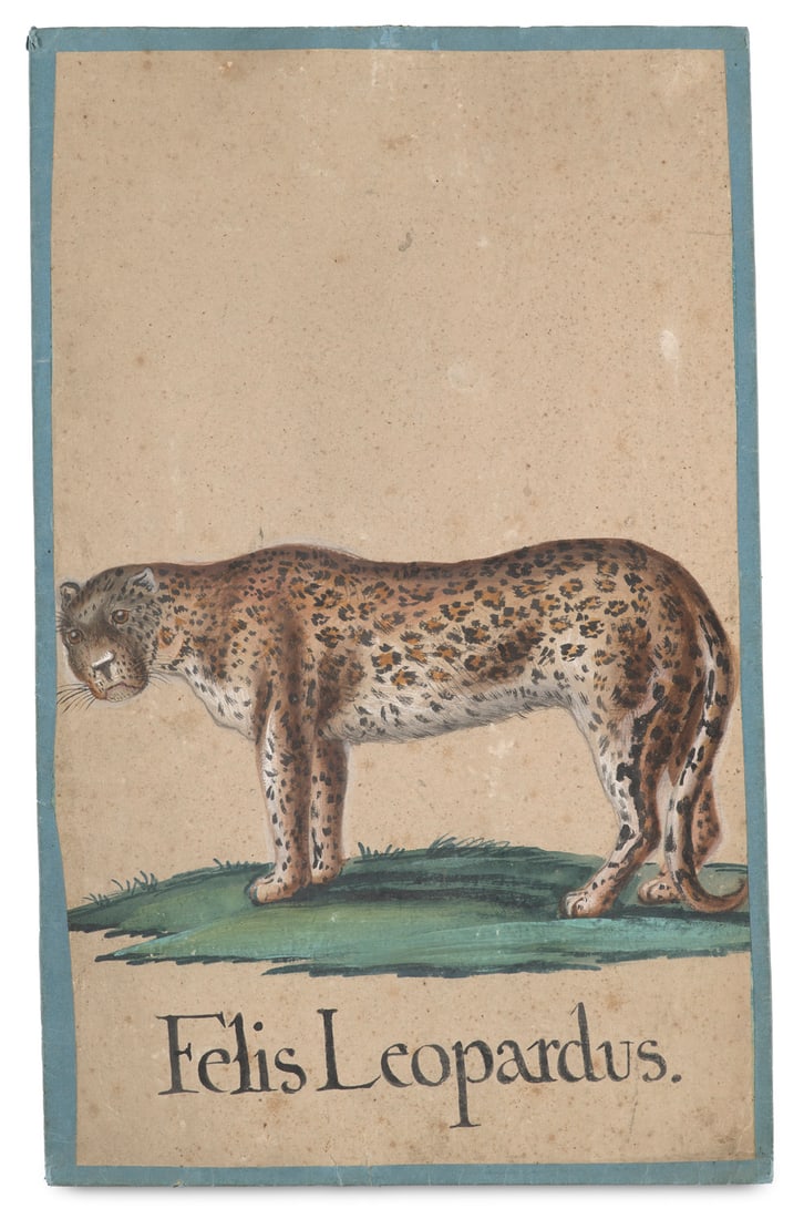 Sammlung von 8 Tafeln mit Original-Zeichnungen exotischer Tiere. o.O. (vermutl. Süddeutschland (1 of 4)