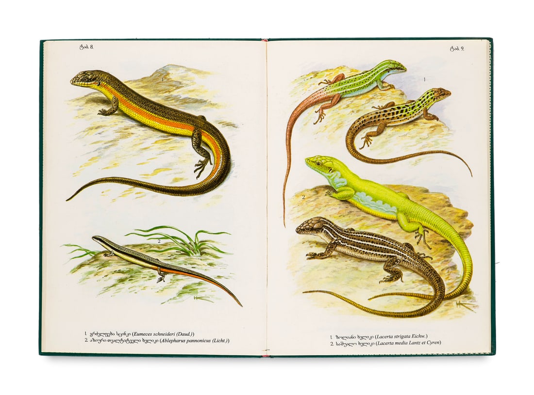 Muskhelishvili, T. Atlas der Amphibien und Reptilien Georgiens. Mit 30 farblithogr. Tafeln. Tiflis, (1 of 2)