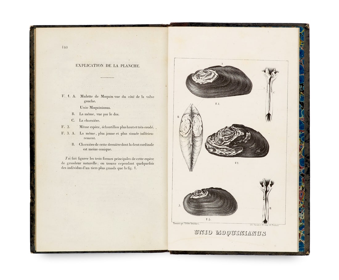 Dupuy, Dominique Essai sur les mollusques terrestres et fluviatiles et leurs coquilles vivantes et: Zoologie - ConchologieDupuy, DominiqueEssai sur les mollusques terrestres et fluviatiles et leurs coquilles vivantes et fossiles du département du Gers. Mit einer lithographierten Tafel und einer