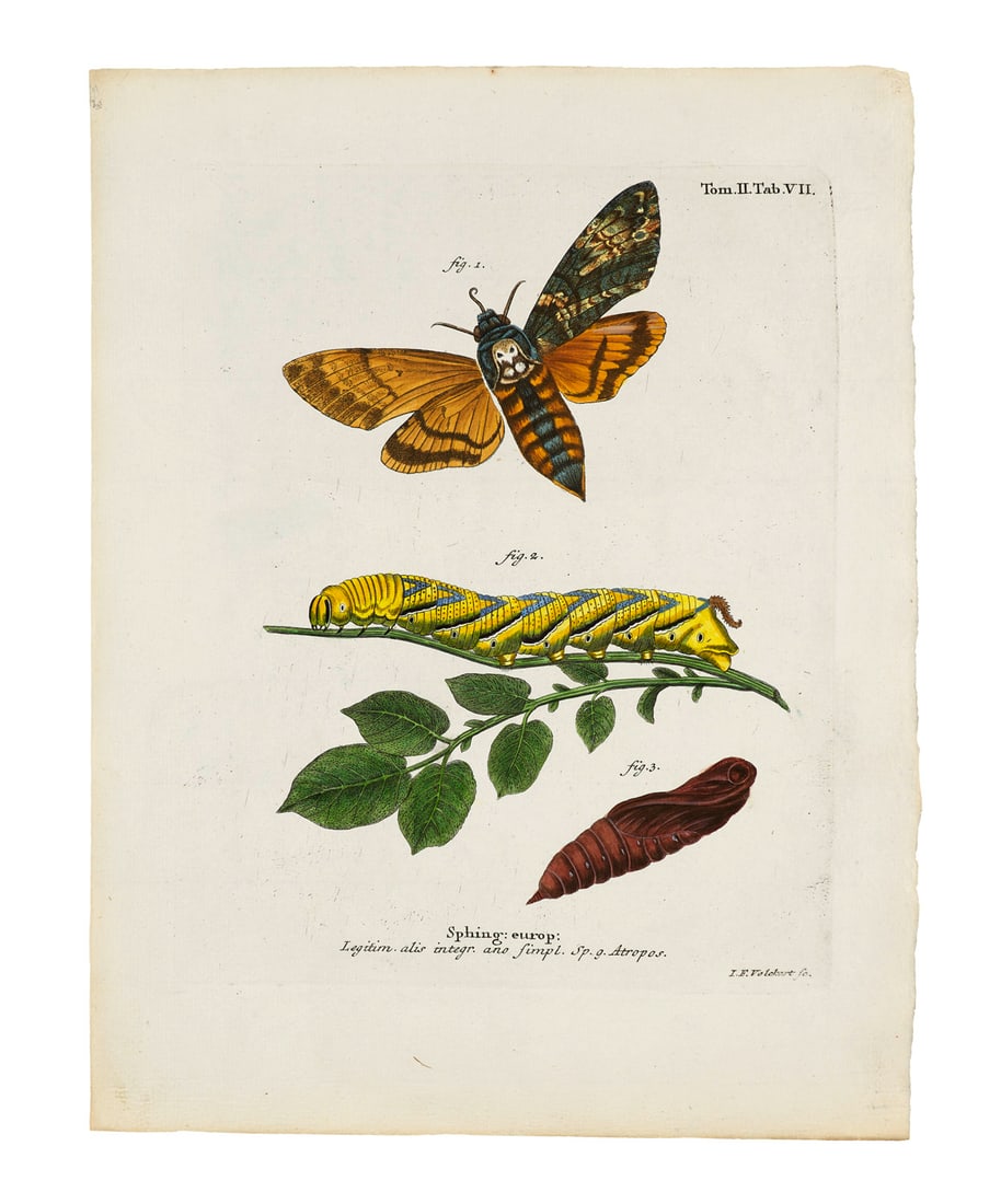 Esper, Eugen Johann Christoph Die Schmetterlinge in Abbildungen nach der Natur mit Beschreibungen (1 of 4)