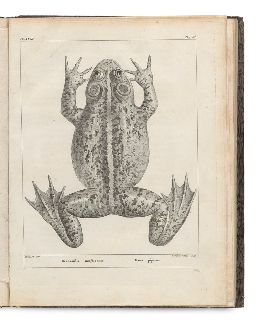 Daudin, F. M Histoire Naturelle des Rainettes, des Grenouilles et des Crapauds. Dédiée (1 of 2)