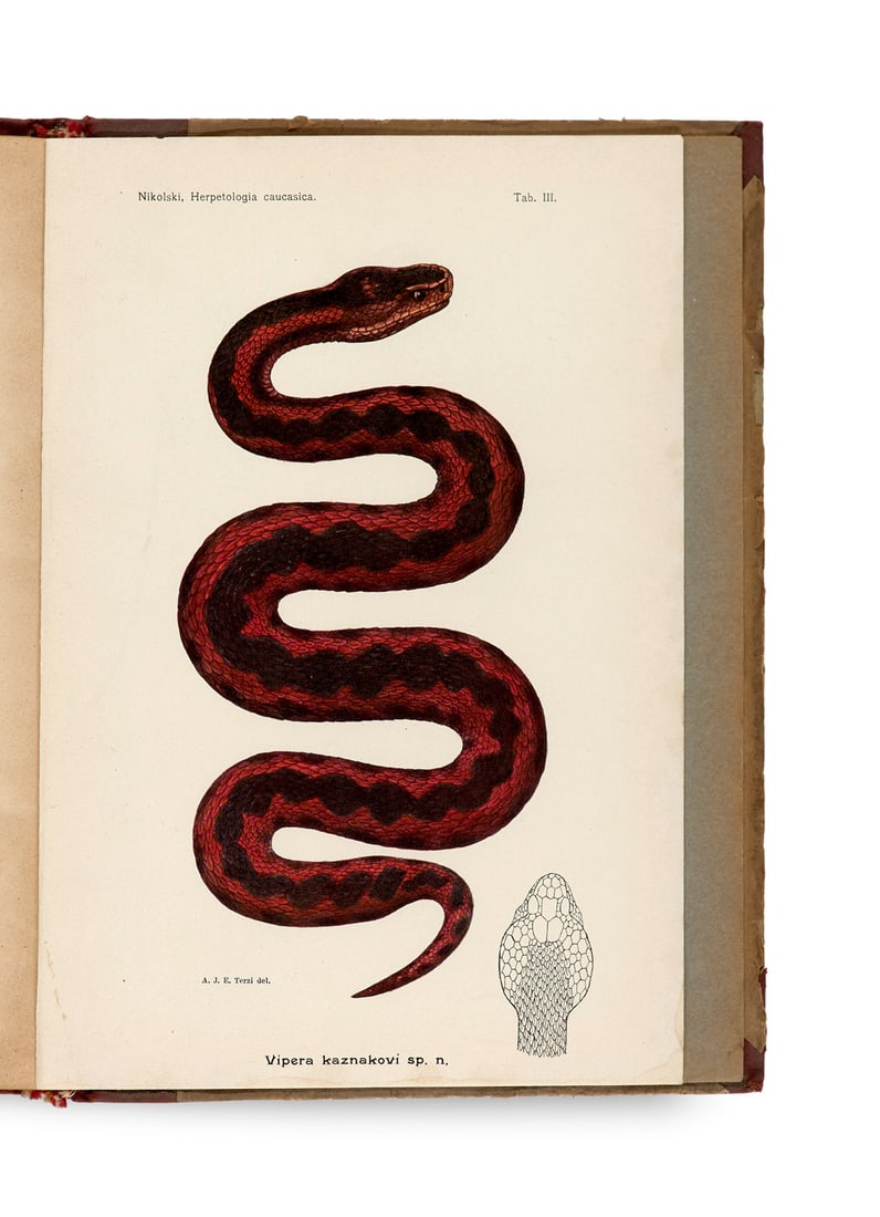 Nikolskii, Alexander Mikhailovich Presmykaiushchisi i zemnovodnyia Kavkaza (Herpetologia cucasia). (1 of 1)