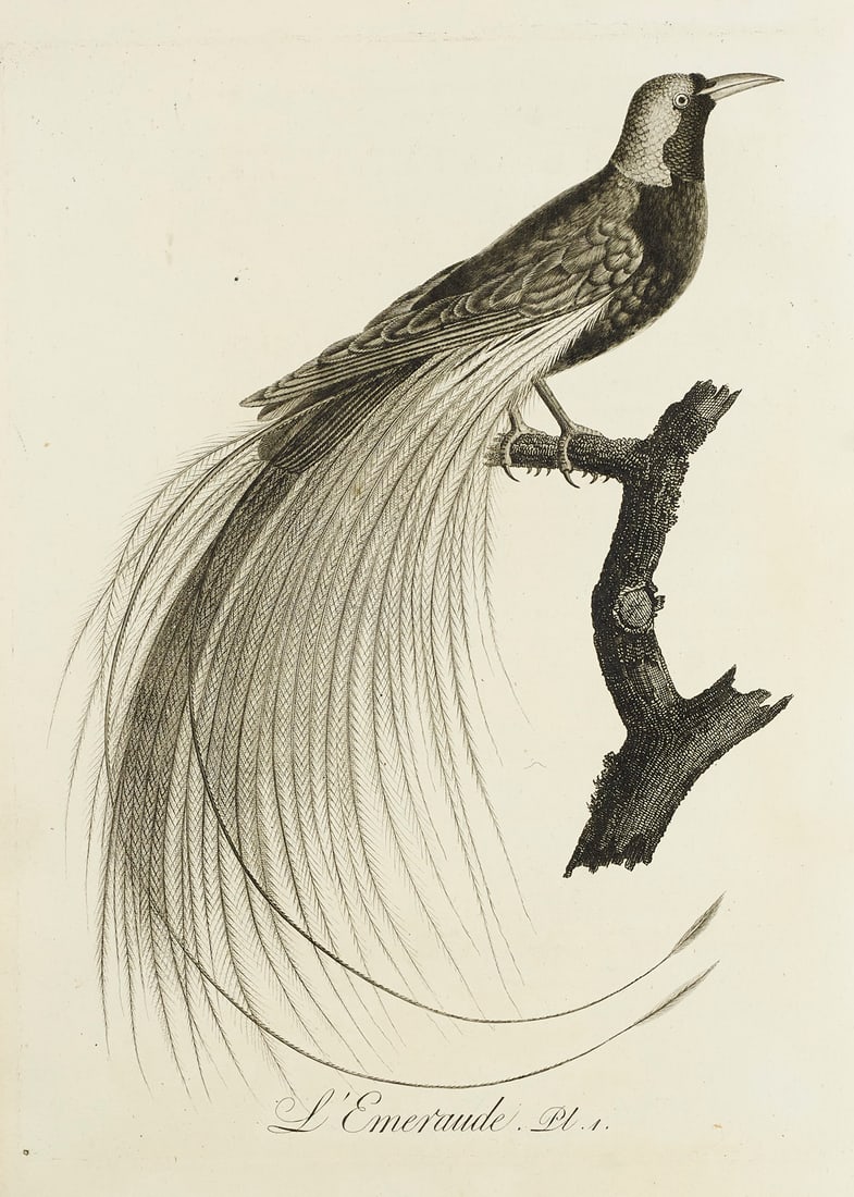 Audebert u. L.P. Vieillot, J.B. Oiseaux dorés ou à reflets métalliques. Mit 190 (1 of 4)