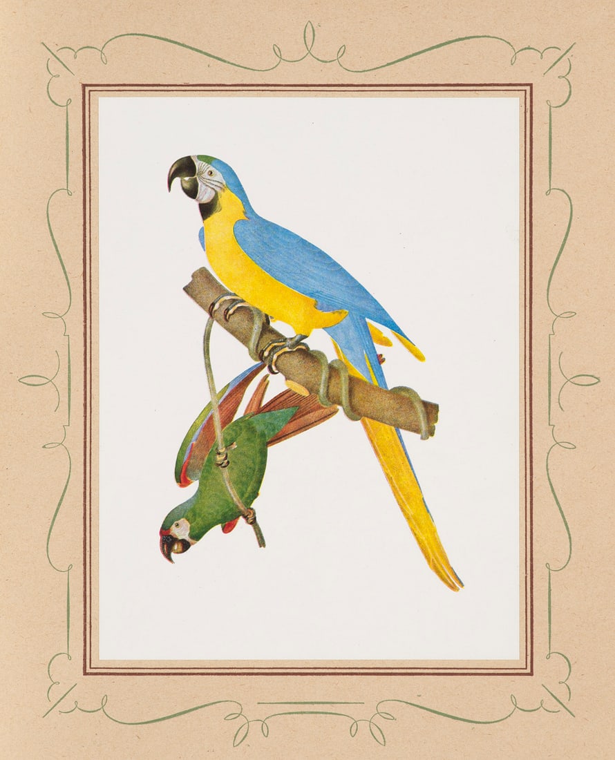 Descourtilz, Dr. Jean-Theodore Ornitologica Brasileira ou História Natural das Aves do Brasil. (1 of 2)