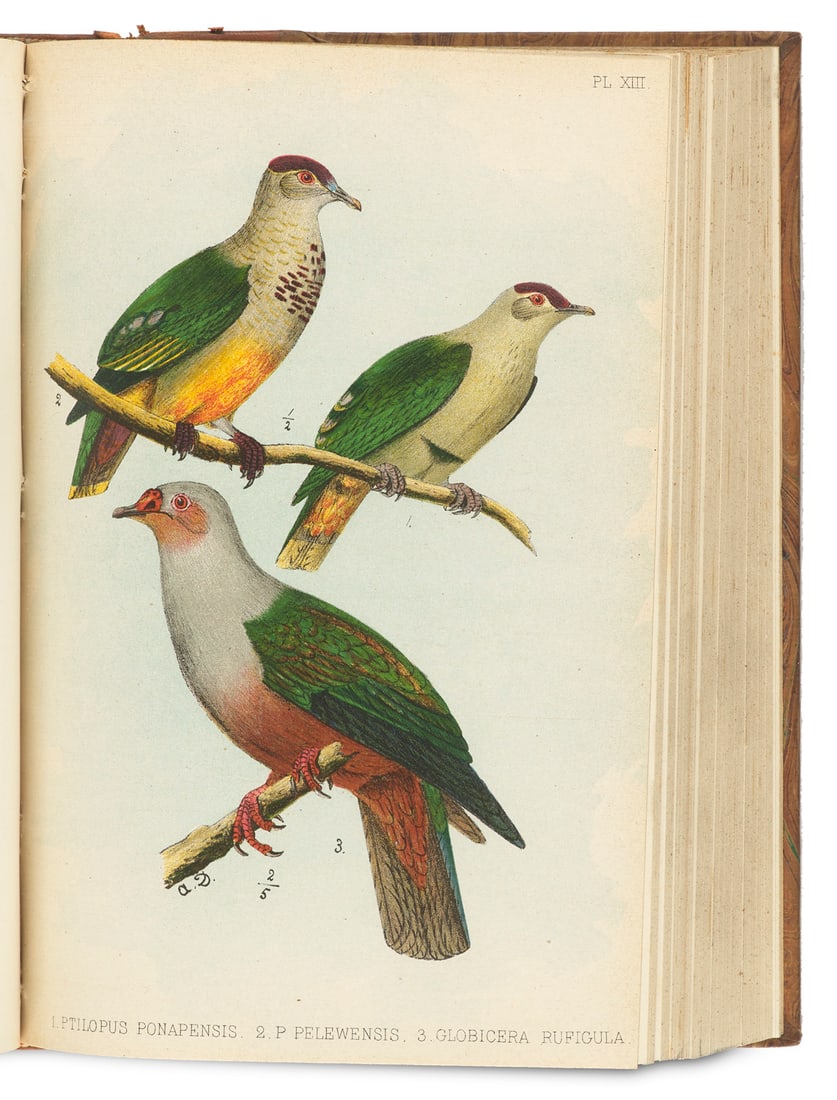 Dubois, Alphonse Synopsis Avium. Nouveau Manuel d'Ornithologie. Mit 16 chromolithographischen: Zoologie - OrnithologieDubois, AlphonseSynopsis Avium. Nouveau Manuel d'Ornithologie. Mit 16 chromolithographischen Tafeln. 2 Teile in 1 Bd. Brüssel, H. Lamertin, 1902-1904. XV. 1-730 S., VIII. 7