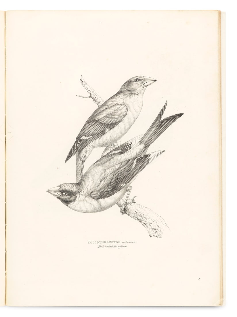 Gray, George Robert A Fasciculus of the Birds of China. Mit 12 lithographischen Tafeln. London, o. (1 of 1)
