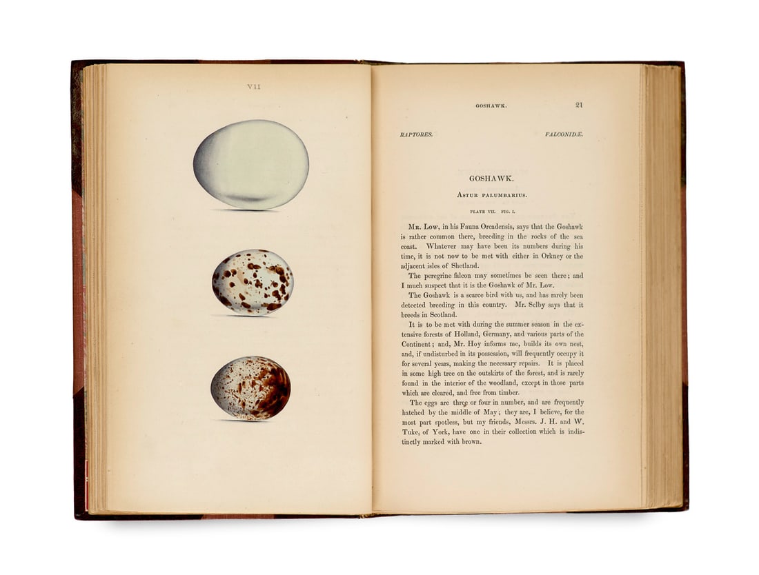 Hewitson, William C. Coloured illustrations of the eggs of British birds, accompanied with: Zoologie - OrnithologieHewitson, William C.Coloured illustrations of the eggs of British birds, accompanied with descriptions of the eggs, nests, etc. 2 Bde. Mit 137 kolorierten lithogr. Tafeln. Londo