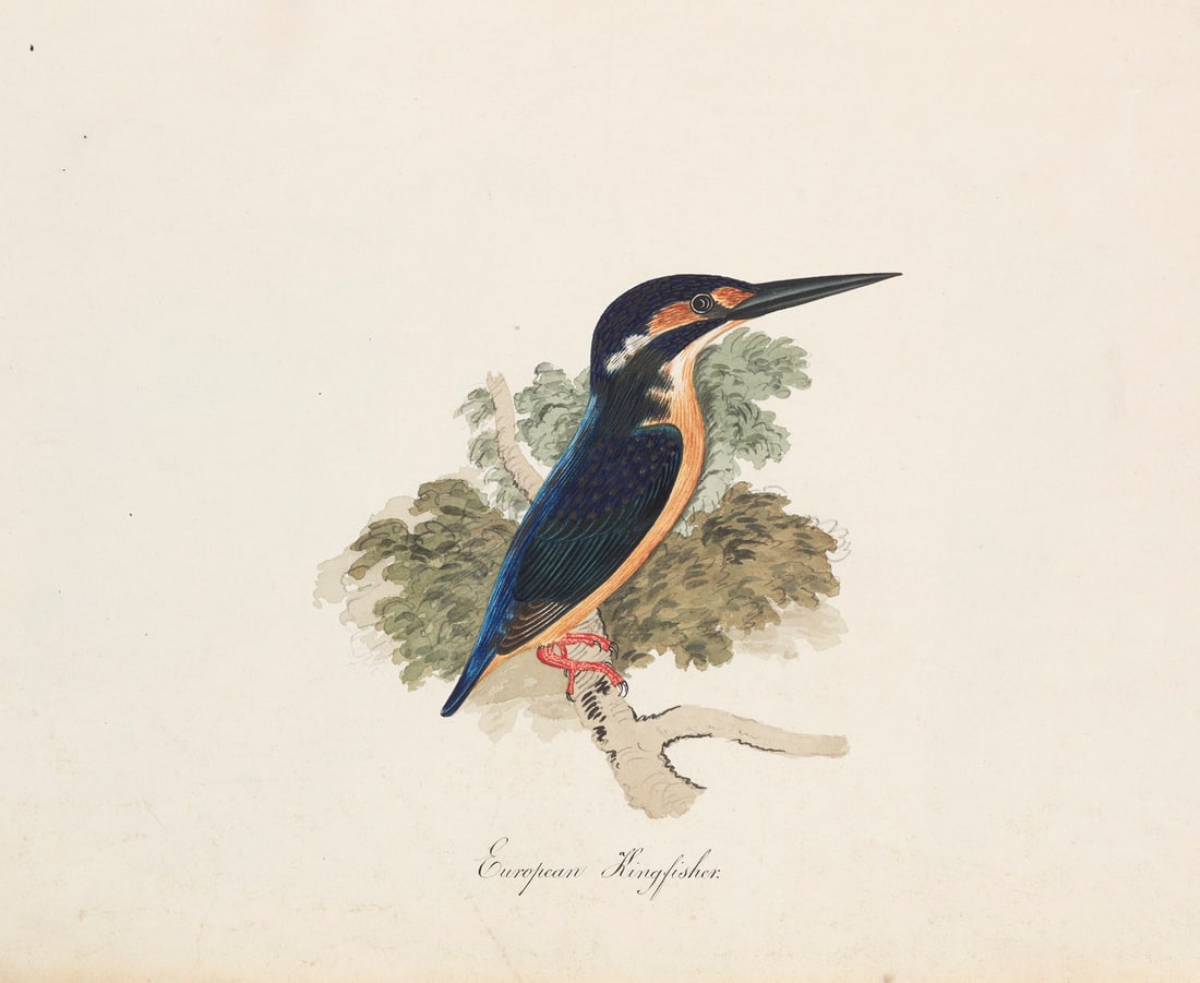 4 Darstellungen verschiedener Vogelarten. 2. Hälfte 19. Jh. Mit 3 Aquarellen und 1 (1 of 1)