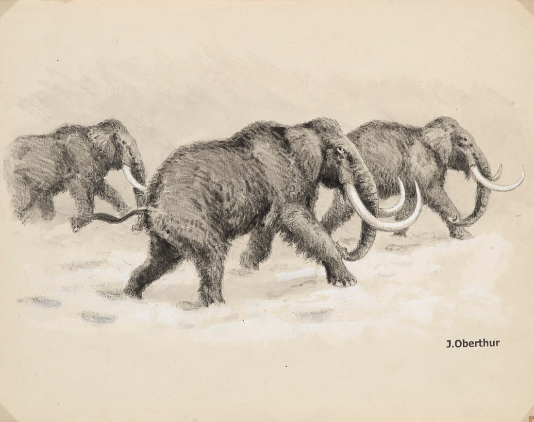 Oberthür, Joseph Mammouths (Elephas primigenius). Original-Zeichnung. Um 1947. Kreidezeichnung,: Zoologie - Zoologica SpecificaOberthür, JosephMammouths (Elephas primigenius). Original-Zeichnung. Um 1947. Kreidezeichnung, teils laviert und in Weiß gehöht auf leicht chamoisfarbenem 