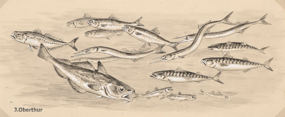 Oberthür, Joseph Poissons sténothermes. Original-Zeichnung. Um 1947. Kreide teils laviert: Zoologie - Zoologica SpecificaOberthür, JosephPoissons sténothermes. Original-Zeichnung. Um 1947. Kreide teils laviert und in Weiß gehöht auf leicht chamoisfarbenem Velin. 11,2 x 2