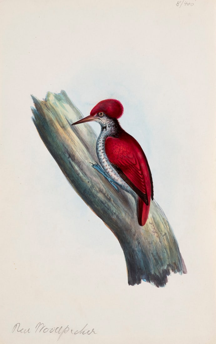 Sammlung von 8 Darstellungen von Vogelarten. 1. Hälfte 19. Jh. Je Aquarell und Buntstift auf: Zoologie - Zoologica Specifica Sammlung von 8 Darstellungen von Vogelarten. 1. Hälfte 19. Jh. Je Aquarell und Buntstift auf Velin. Blattmaße je 22 x 14 cm. 4 Arbeiten je auf Französisch