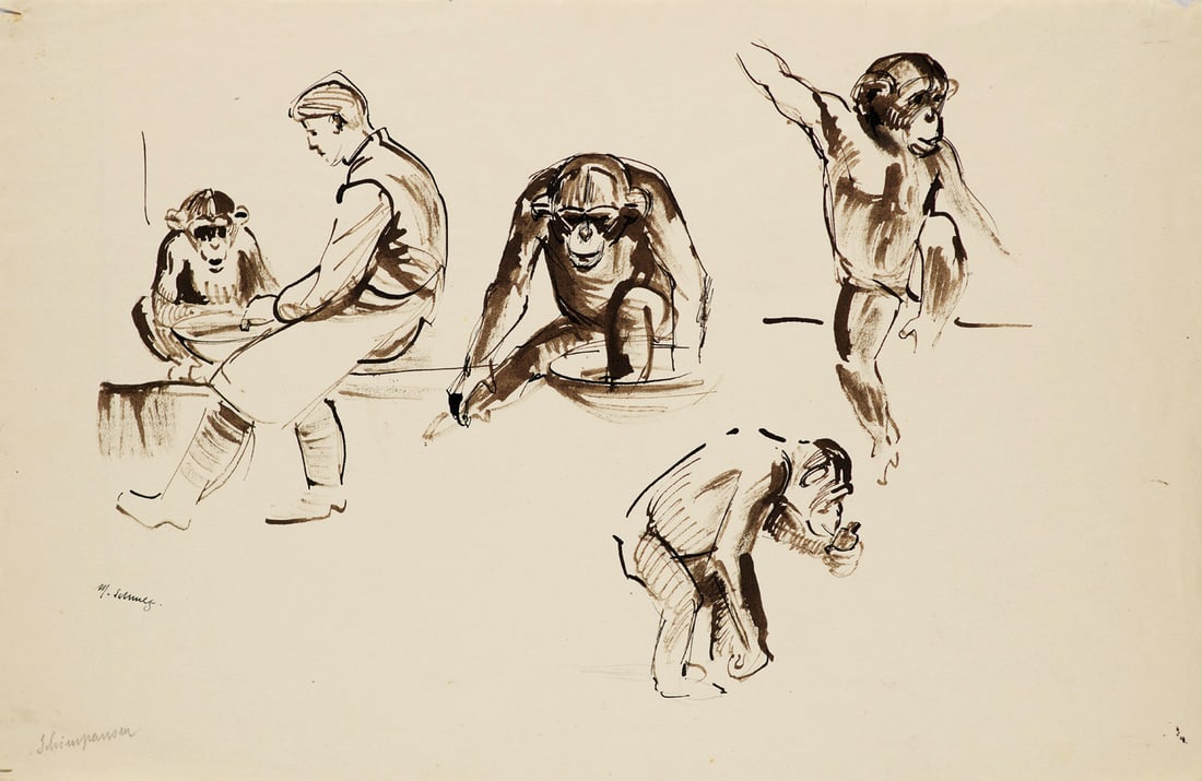 Schmetz, Martha 5 Arbeiten. Zoologische Zeichnungen. Schimpanse, Gibbon, Makake, Viktoriataube, (1 of 1)