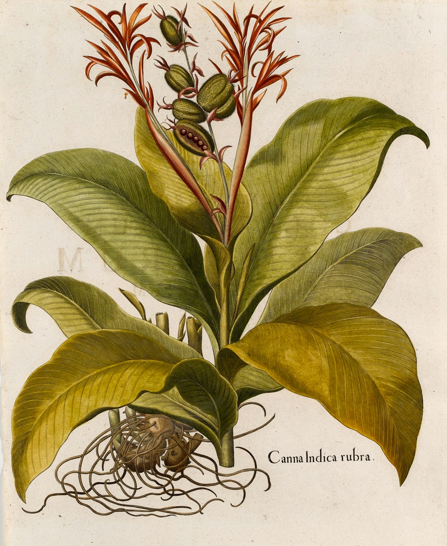Besler, Basilius (Indisches Blumenrohr). Canna Indica rubra. Kolorierter Kupferstich aus "Hortus (1 of 1)