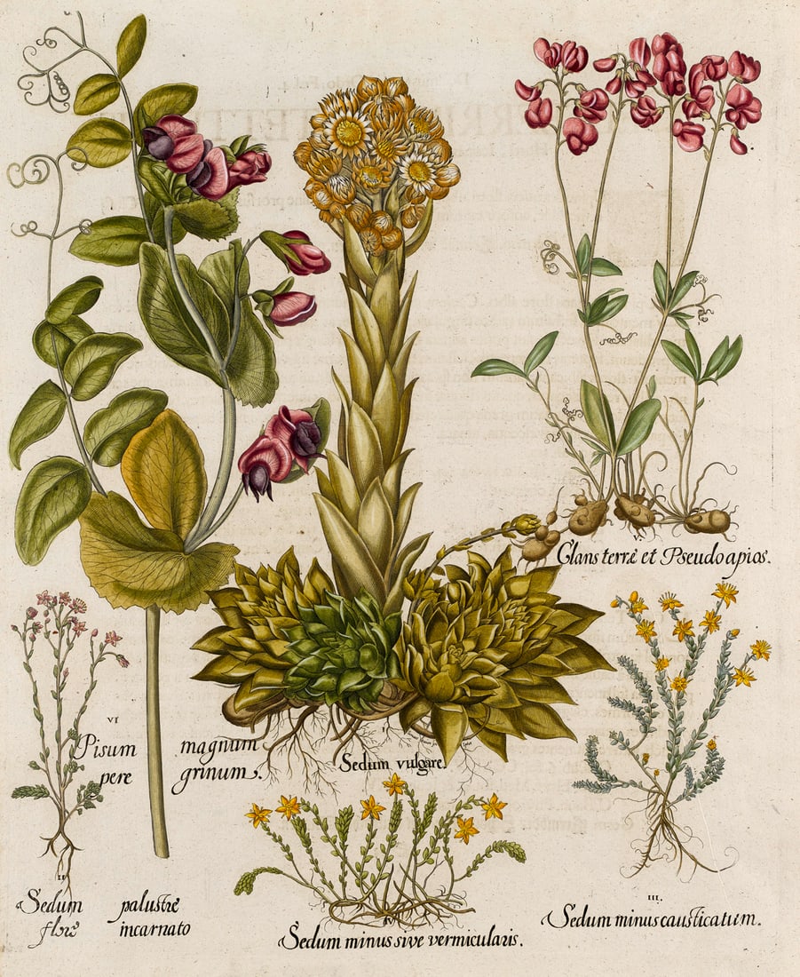 Besler, Basilius (Mauerpfeffer, Fetthenne u.a.) I. Sedum vulgare. II. Sedum palustre flore (1 of 1)