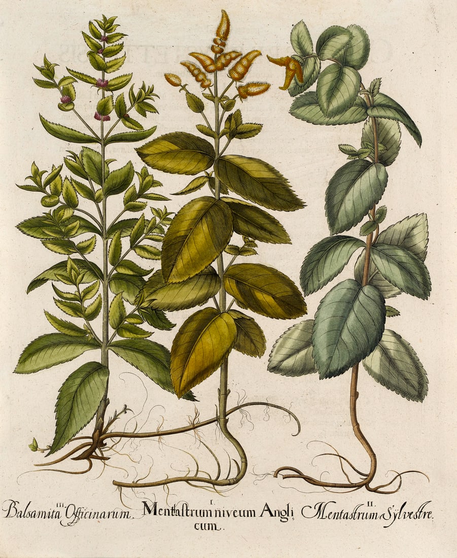Besler, Basilius (Minzgewächse.) I. Menthastrum niveum Anglicum. II. Menthastrum Sylvestre. (1 of 1)